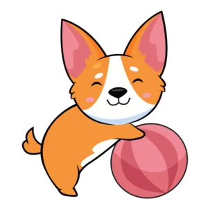 Playful Corgi